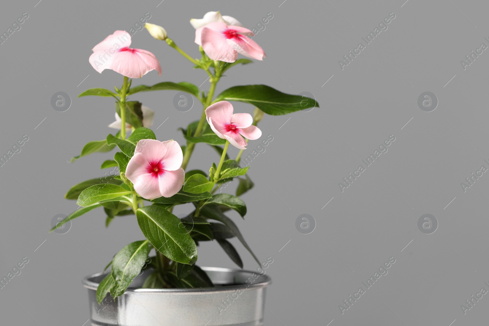 Photo of Beautiful potted catharanthus flower on grey background, space for text