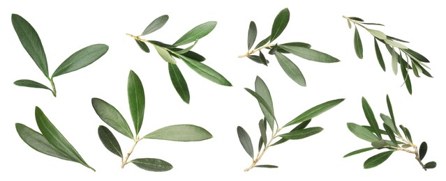 Image of Set with fresh green olive leaves on white background. Banner design