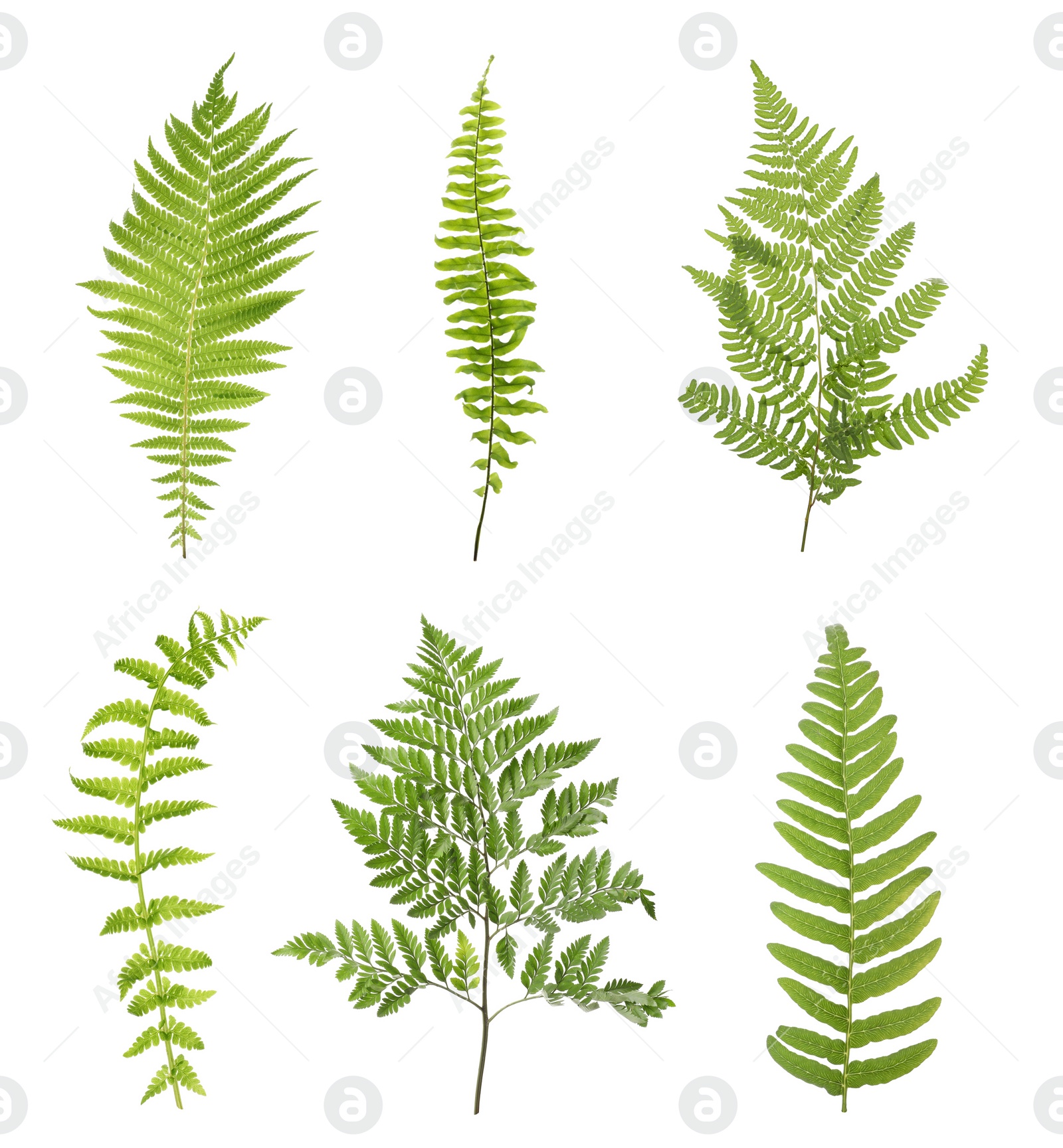 Image of Set with beautiful fern leaves on white background 