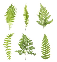 Image of Set with beautiful fern leaves on white background 