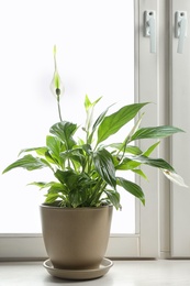 Photo of Pot with peace lily on windowsill. House plant