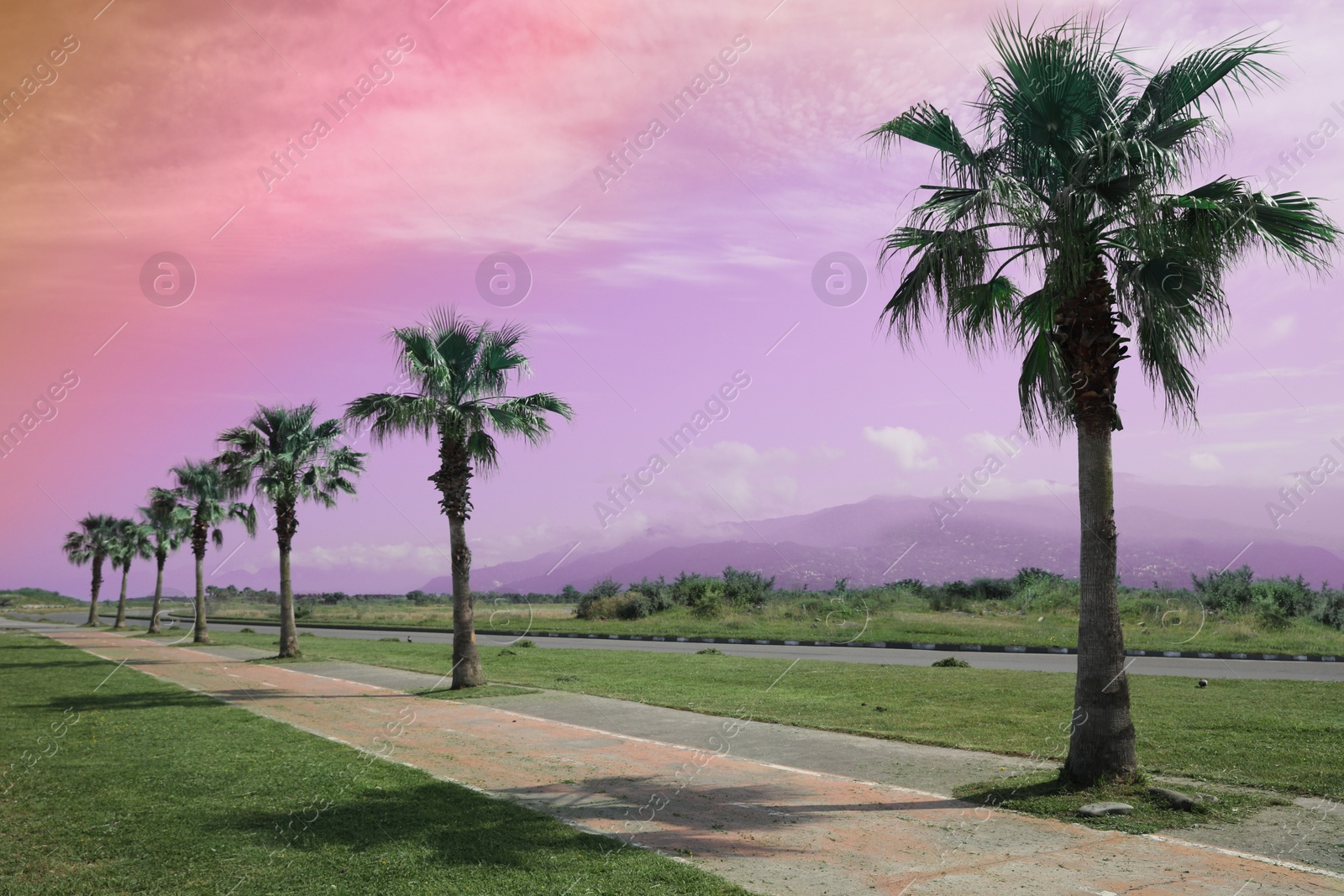 Image of Beautiful view of tropical palm trees under bright sky, color toned