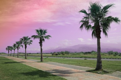 Image of Beautiful view of tropical palm trees under bright sky, color toned