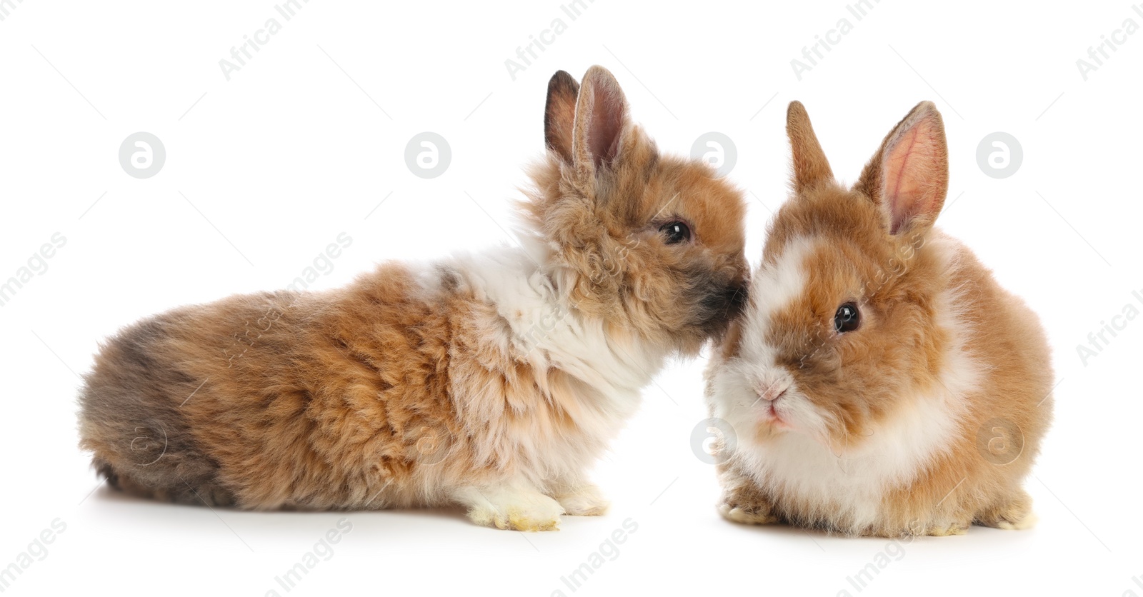 Photo of Cute fluffy pet rabbits isolated on white