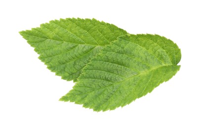 Photo of Fresh green raspberry leaves isolated on white