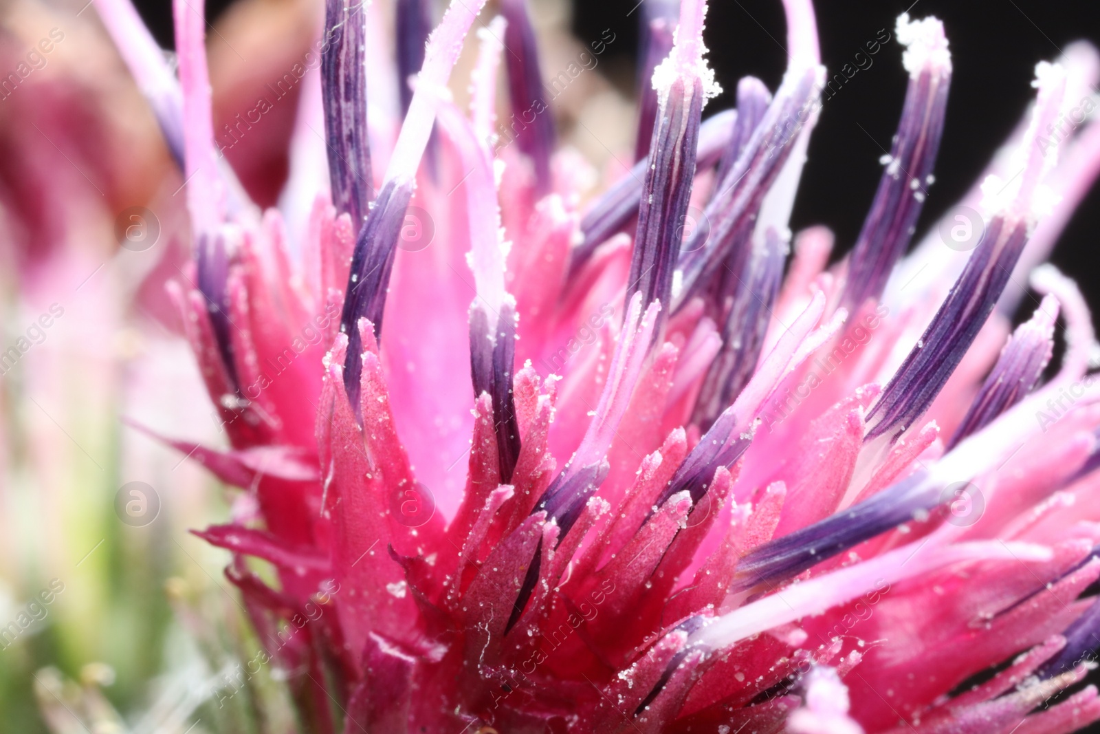 Photo of Macro photo of beautiful flower petals as background