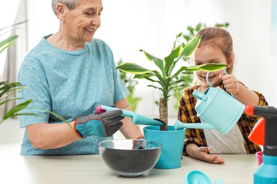 Little girl and her grandmother taking care of plants indoors