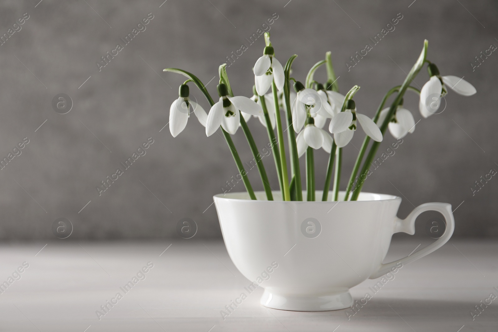 Photo of Beautiful snowdrop flowers in cup on white wooden table, space for text