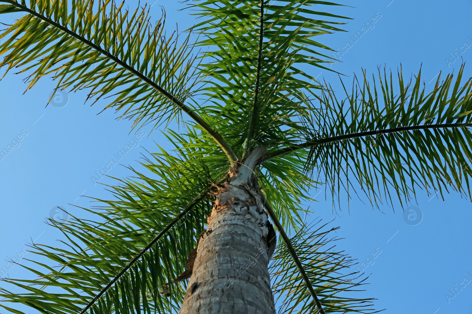 Photo of Beautiful palm tree with green leaves against clear blue sky, low angle view