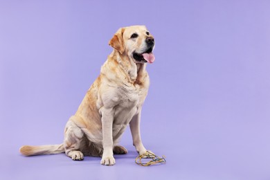 Photo of Naughty Labrador Retriever dog near damaged electrical wire on purple background. Space for text