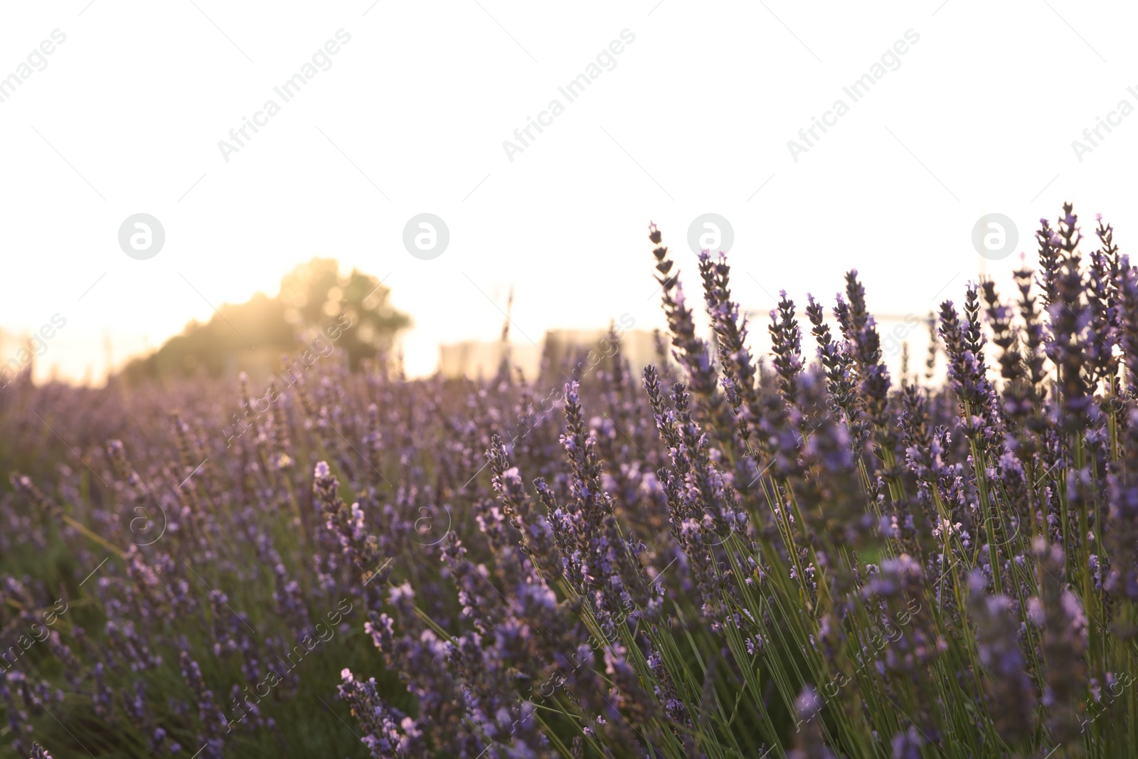 Photo of Beautiful blooming lavender growing in field. Space for text