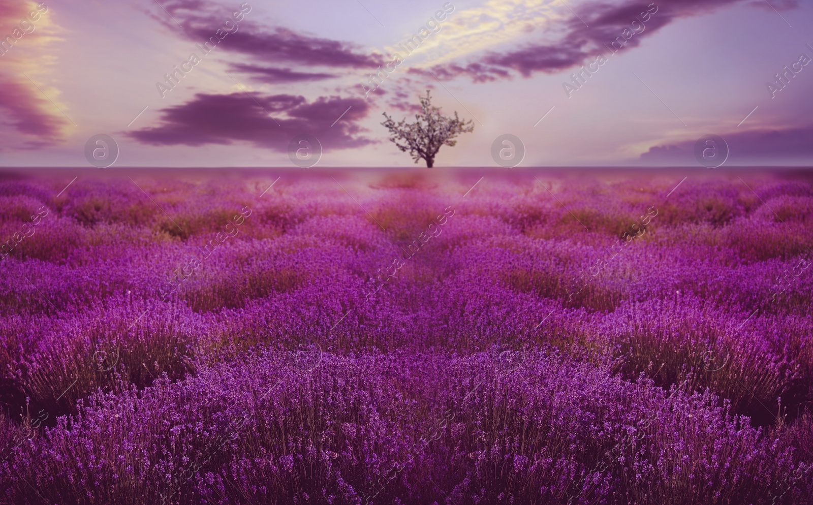 Image of Beautiful lavender field with single tree under amazing sky at sunset