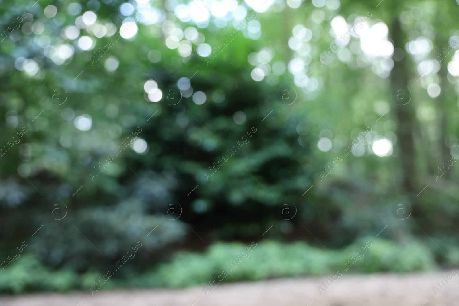 Photo of Blurred view of green trees in forest