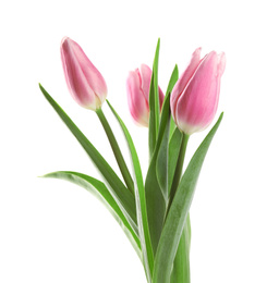 Photo of Beautiful pink spring tulips on white background