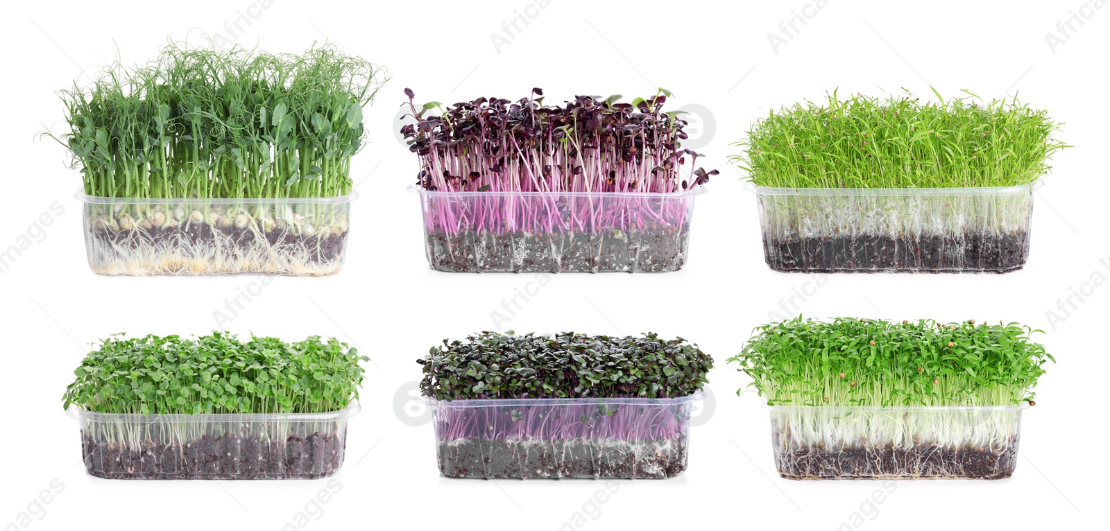 Image of Set of different fresh microgreens on white background. Banner design 