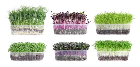 Image of Set of different fresh microgreens on white background. Banner design 