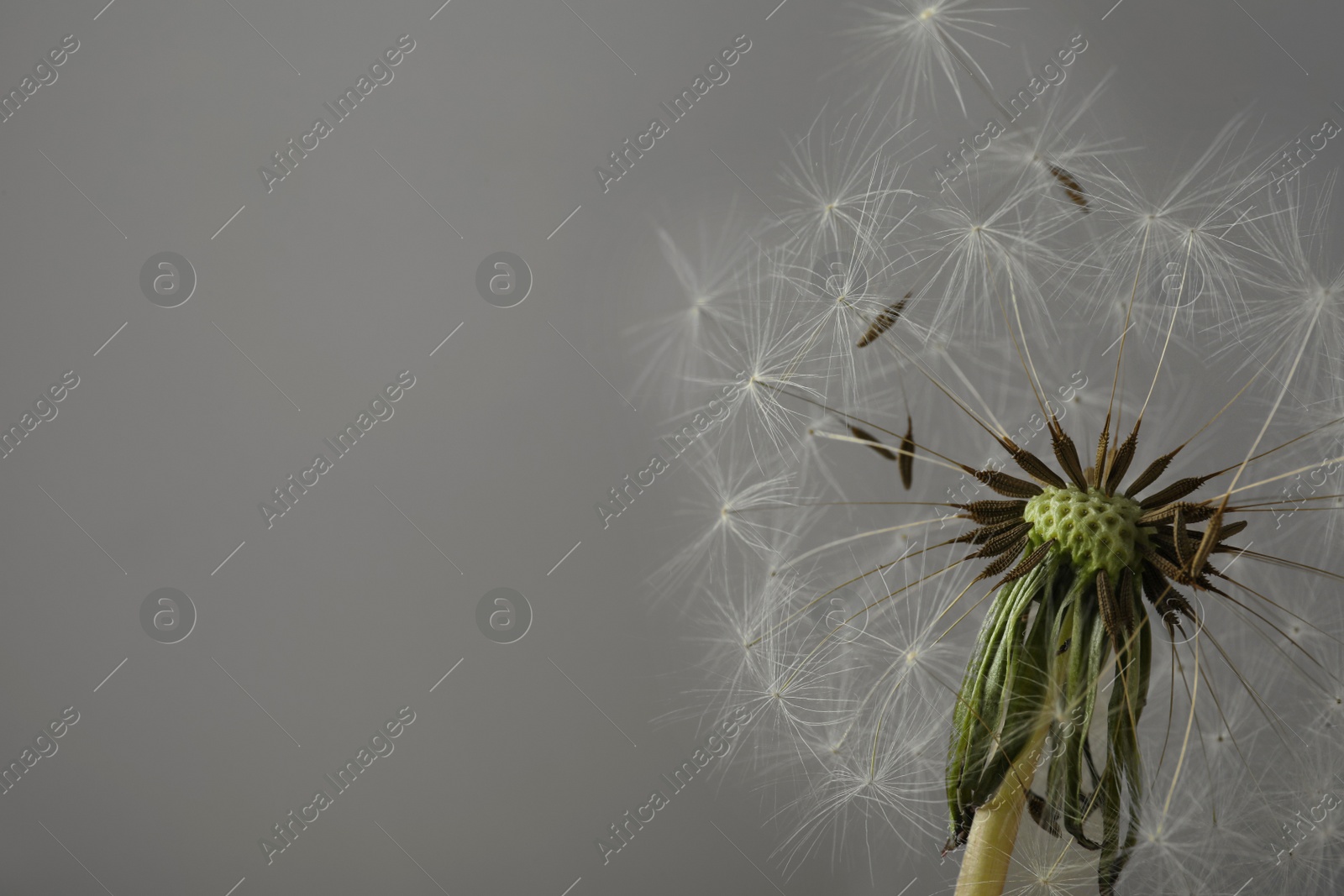 Photo of Beautiful dandelion flower on grey background, closeup. Space for text