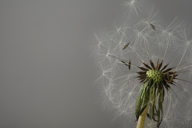 Photo of Beautiful dandelion flower on grey background, closeup. Space for text