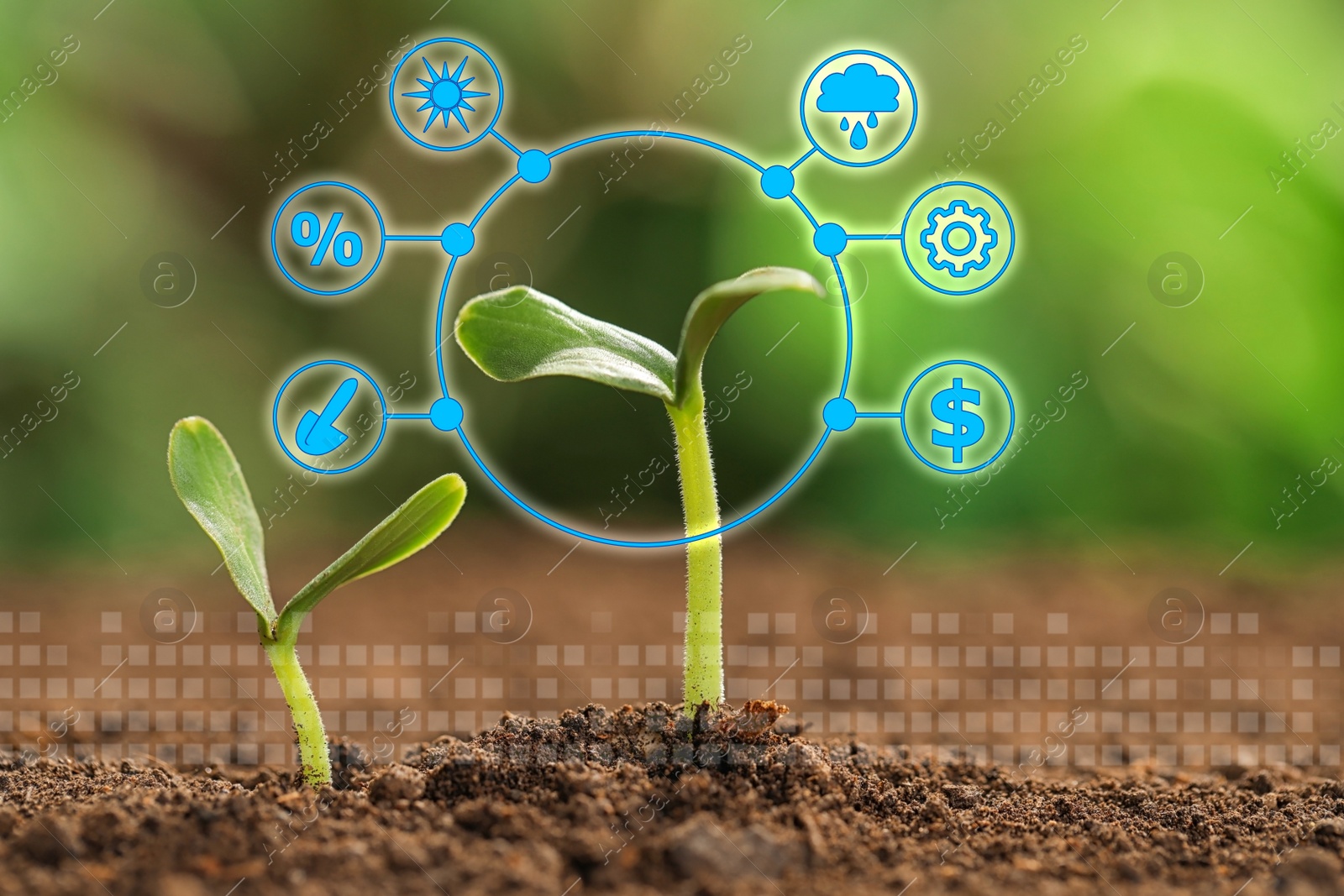 Image of Modern technology in agriculture. Green seedlings and icons