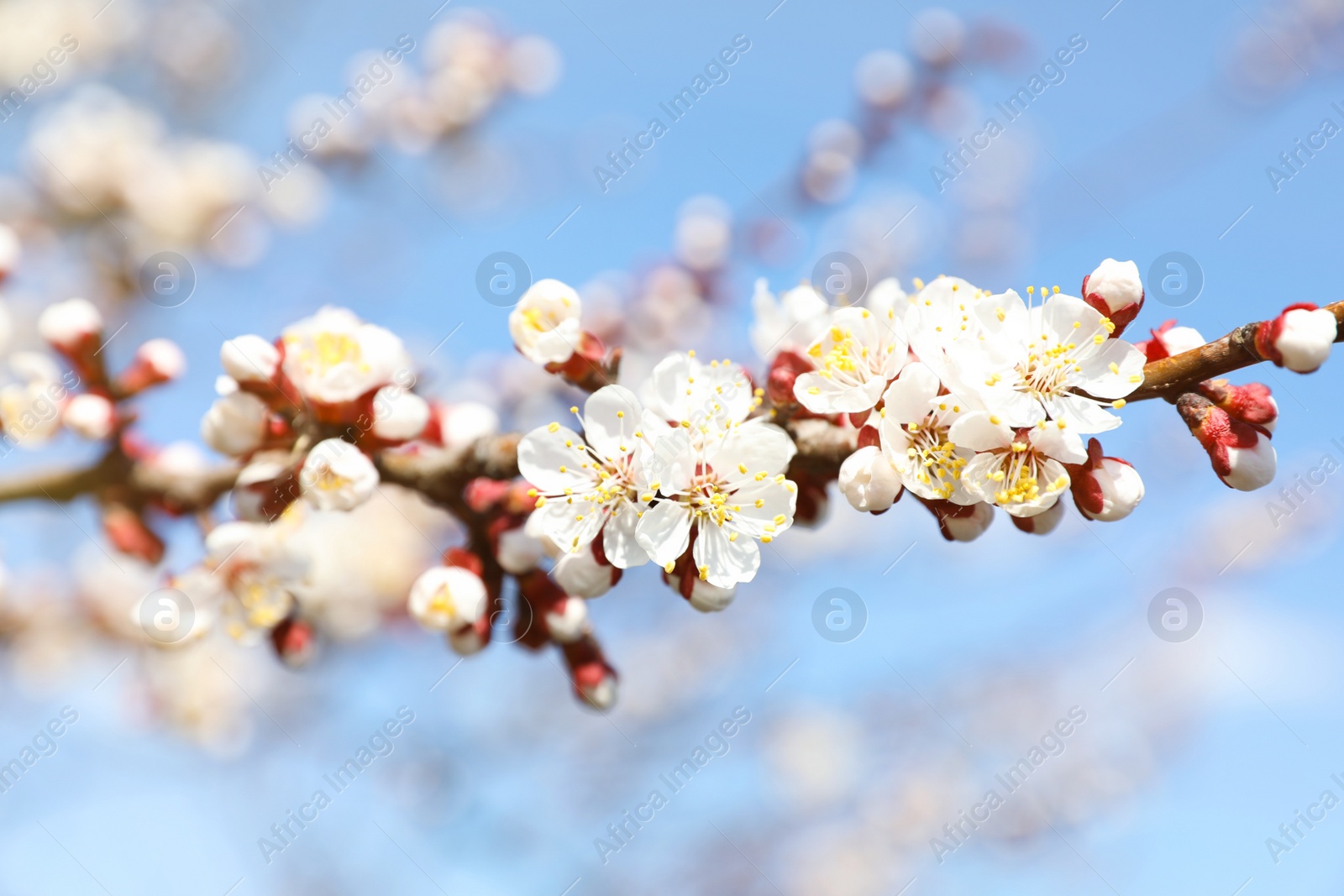 Photo of Beautiful apricot tree branch with tiny tender flowers outdoors, closeup. Awesome spring blossom