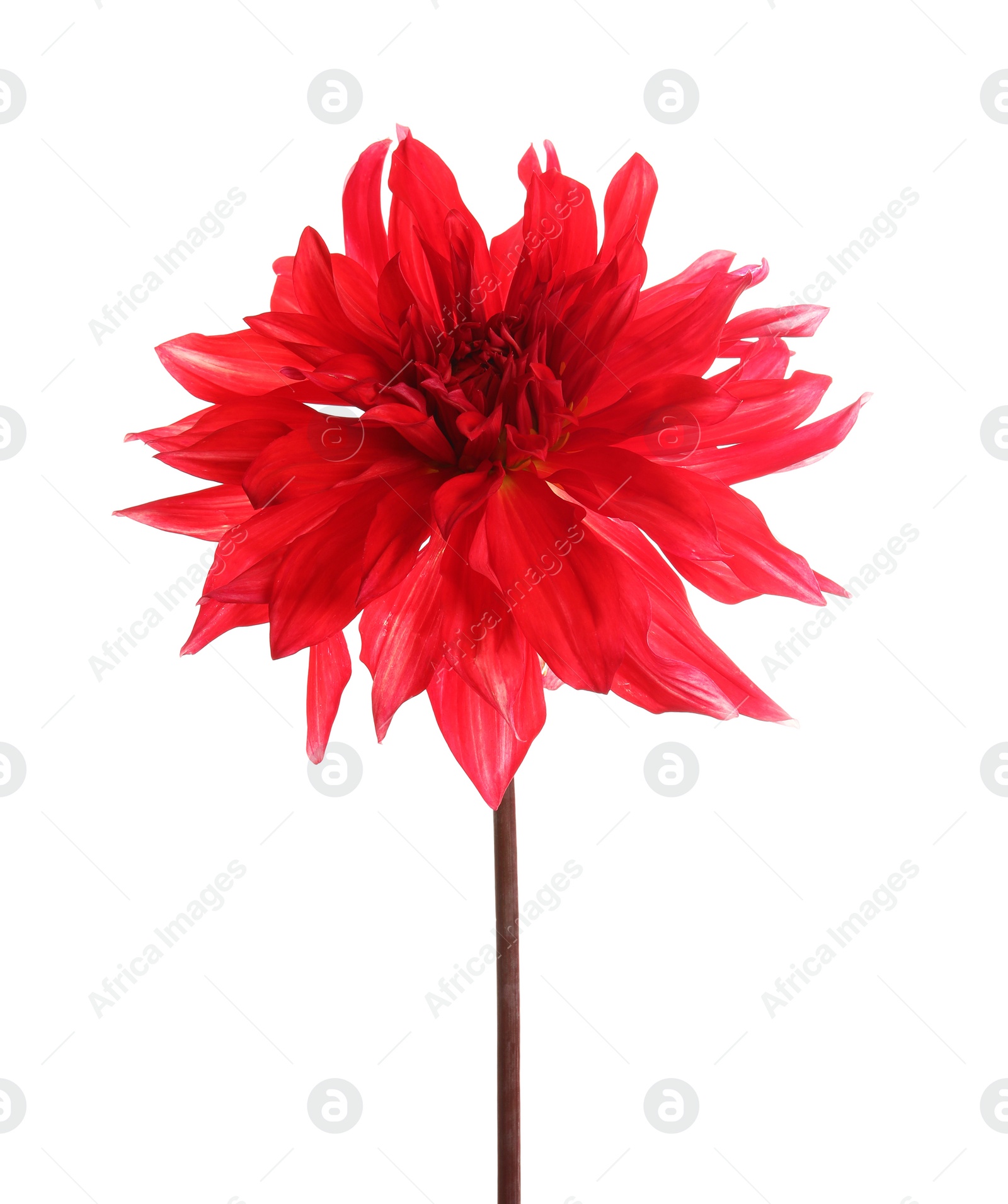 Photo of Beautiful red dahlia flower on white background