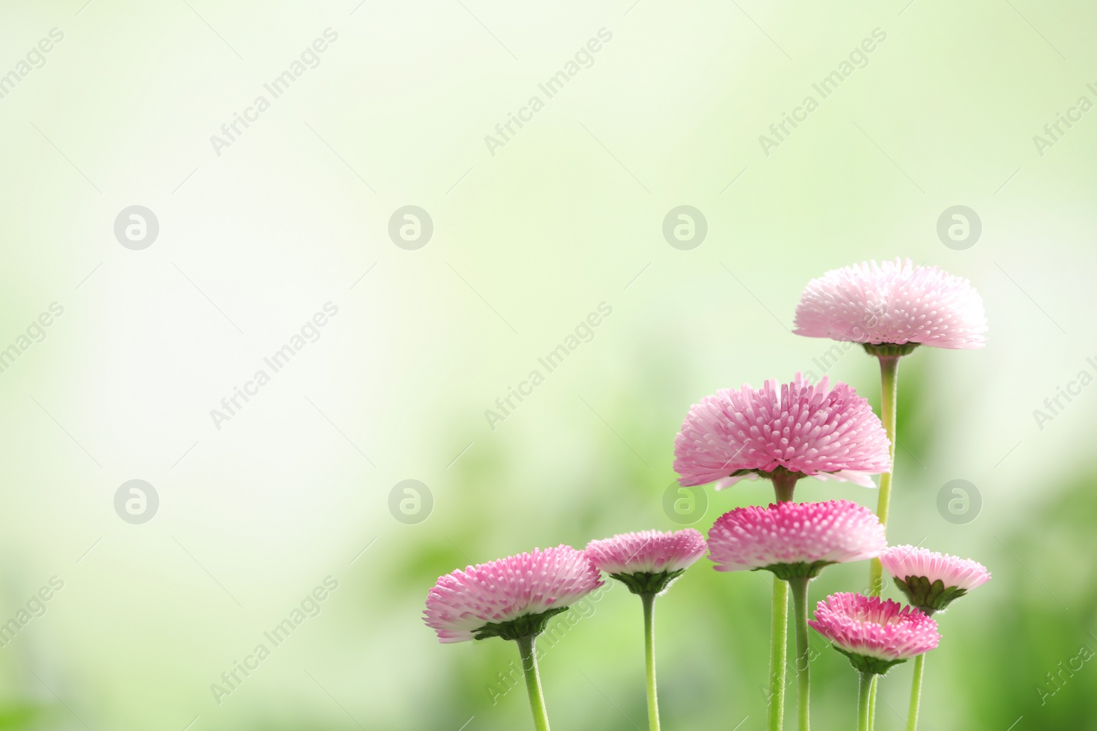 Photo of Beautiful blooming daisies against blurred background, space for text. Spring flowers