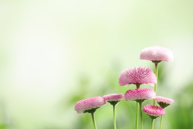 Photo of Beautiful blooming daisies against blurred background, space for text. Spring flowers