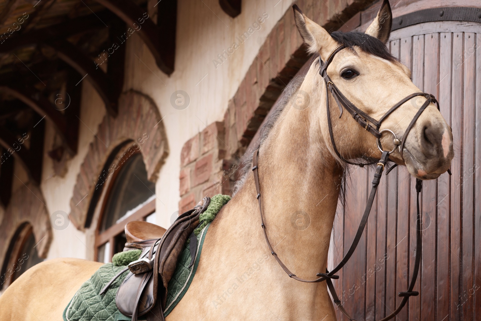 Photo of Adorable horse near barn outdoors. Lovely domesticated pet