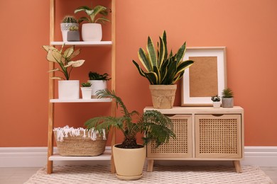 Photo of Stylish room interior with decorative ladder and plants near coral wall