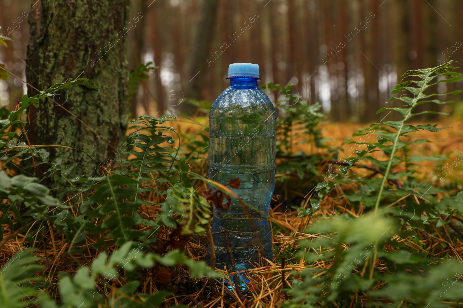 Photo of Plastic bottle of fresh water on ground in forest