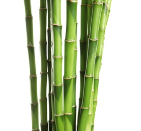 Photo of Beautiful green bamboo stems on white background