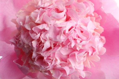 Closeup view of beautiful blooming pink peony
