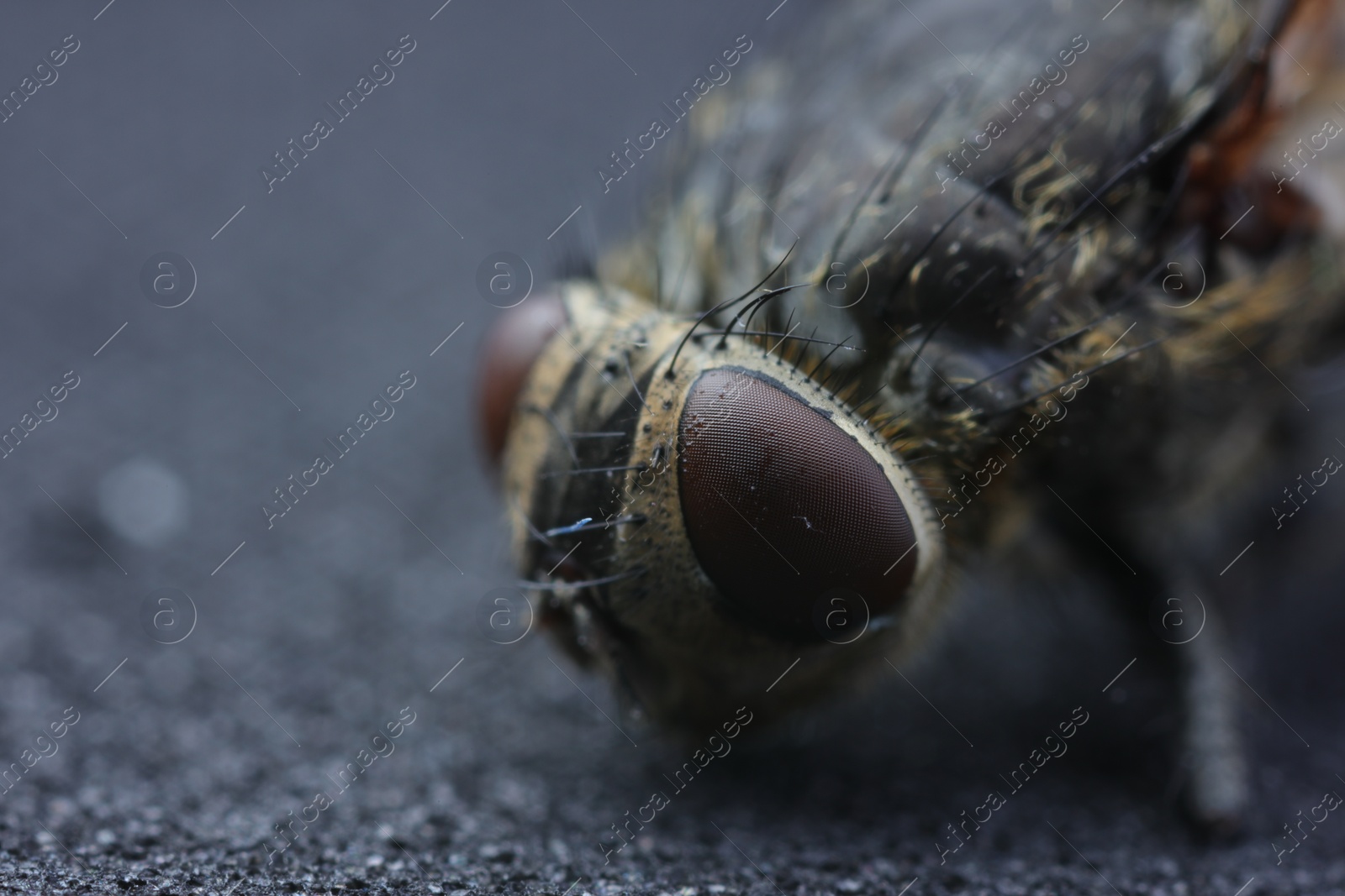 Photo of Housefly on gray background, macro view. Space for text