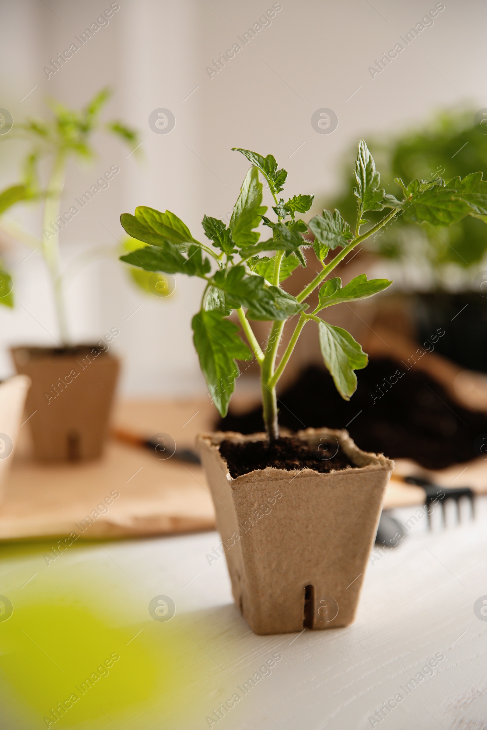 Photo of Green tomato seedling in peat pot on white wooden table