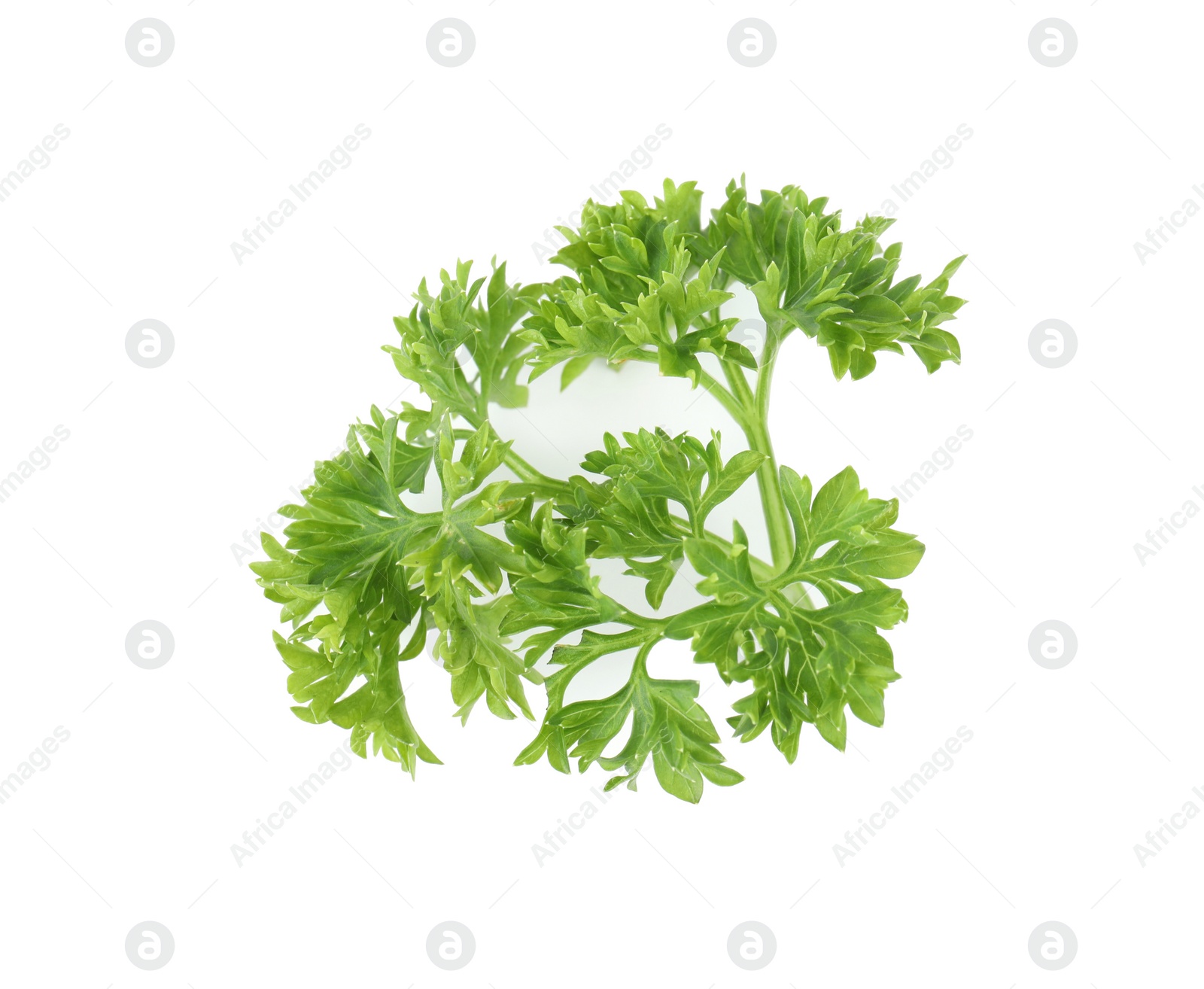 Photo of Fresh green organic parsley on white background