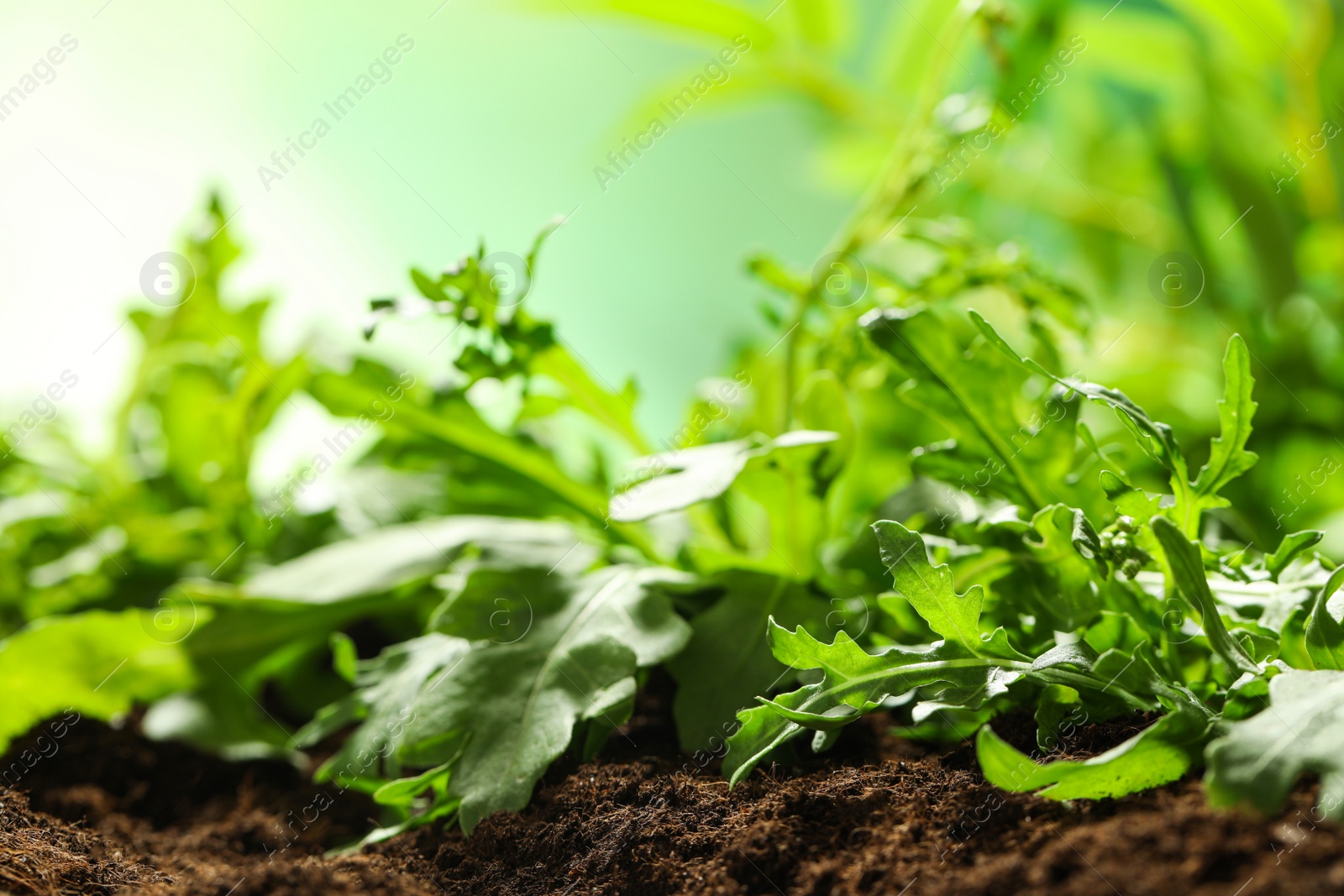 Photo of Young sprouts of arugula plant in soil, closeup