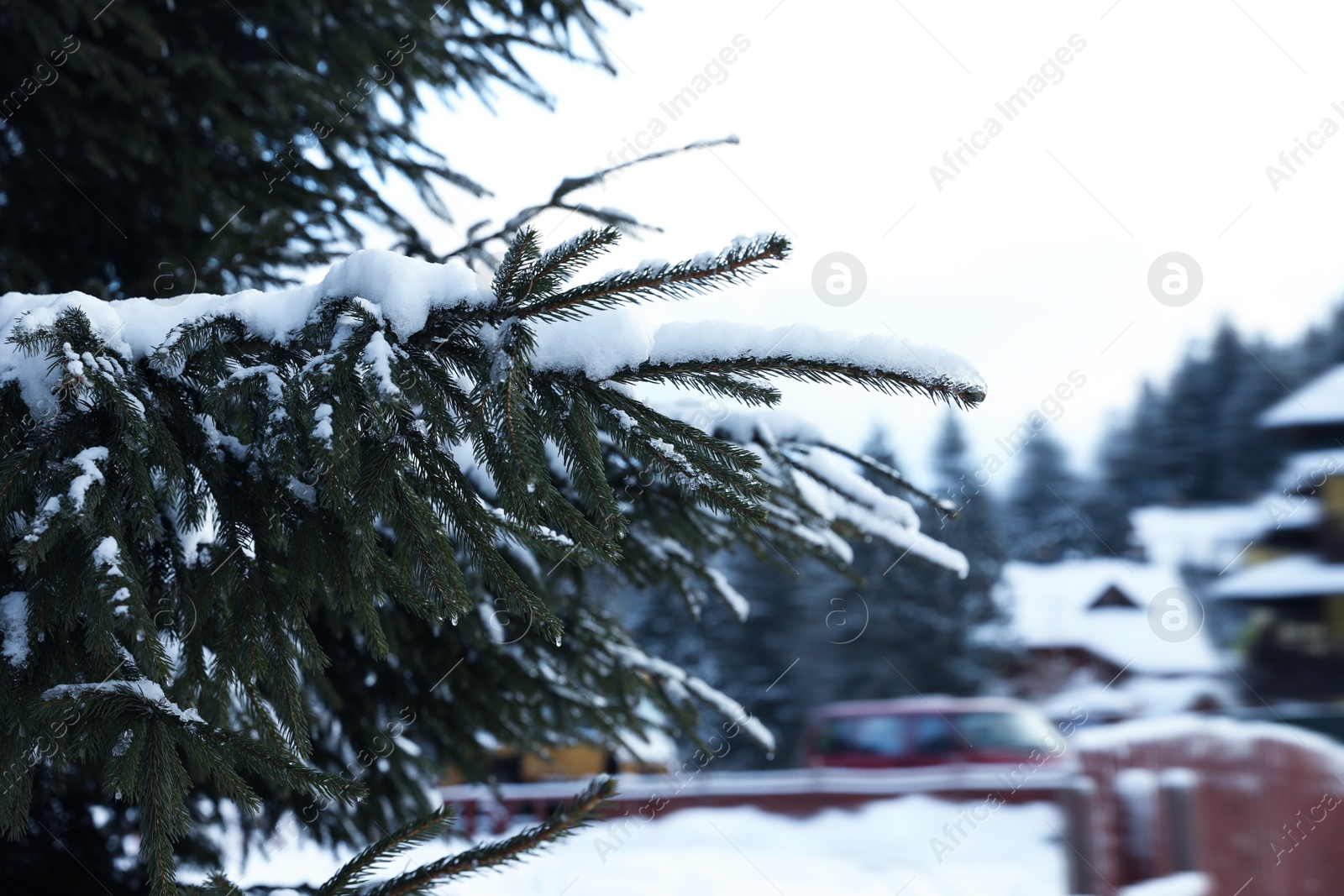 Photo of Snowy fir tree branches outdoors on winter day, closeup