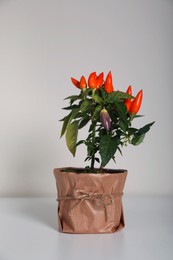 Photo of Capsicum Annuum plant. Potted multicolor Chili Pepper on light grey background