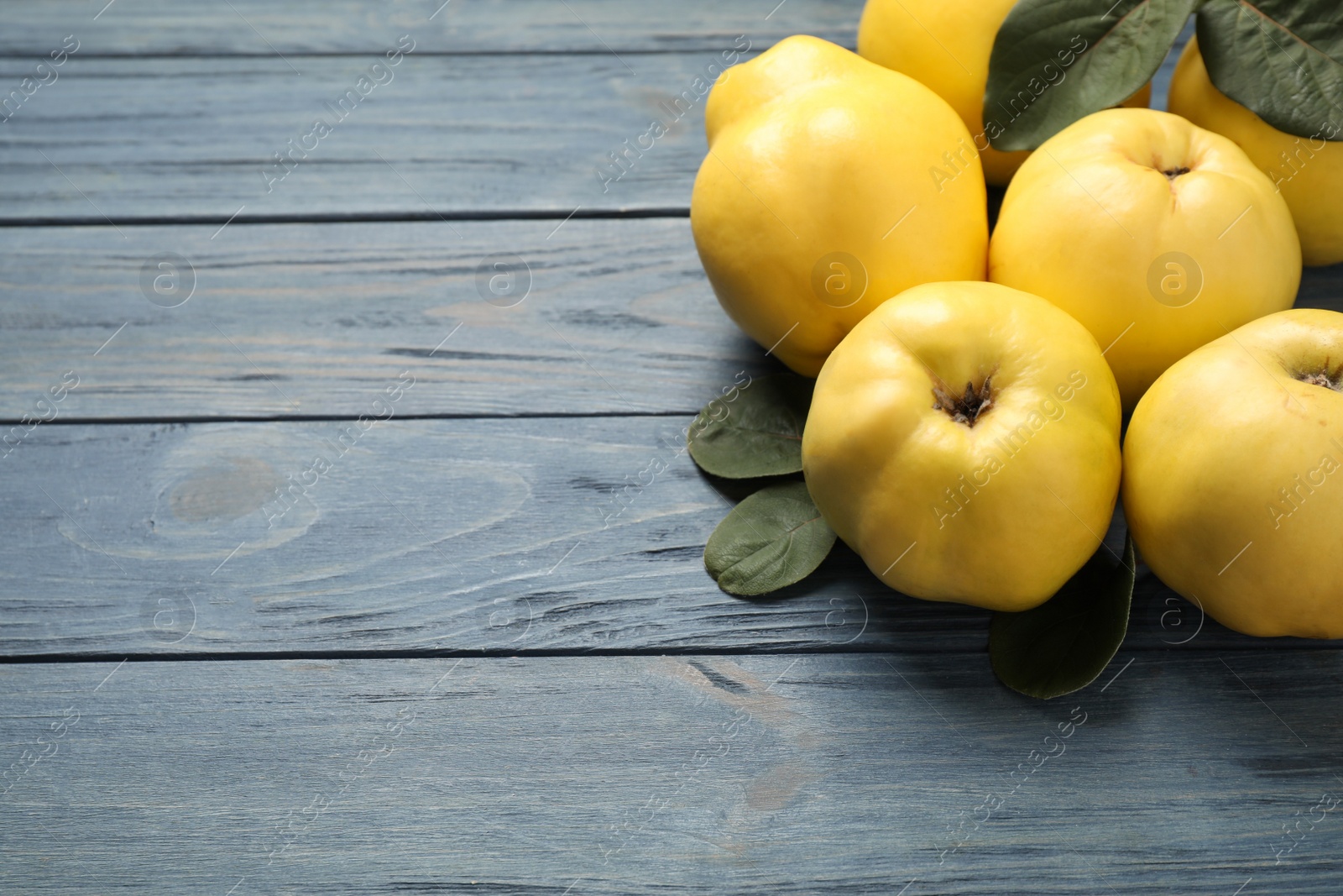 Photo of Fresh ripe organic quinces on blue wooden table. Space for text