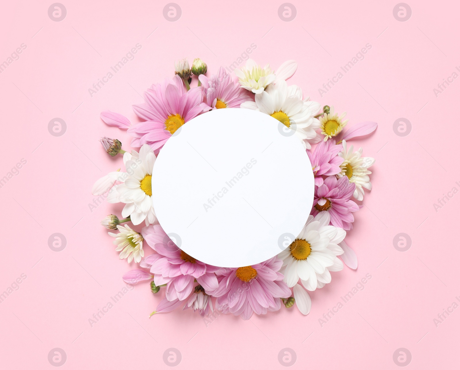 Photo of Flat lay composition with beautiful chamomile flowers and blank card on pink background. Space for text