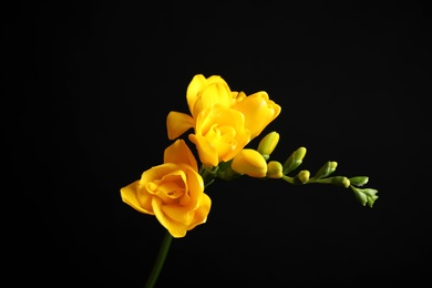 Photo of Beautiful yellow freesia flower on black background