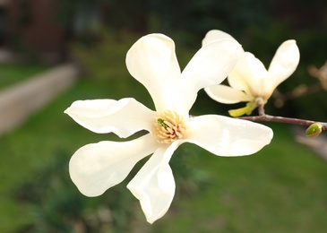 Photo of Magnolia tree branch with beautiful flowers outdoors, closeup. Awesome spring blossom