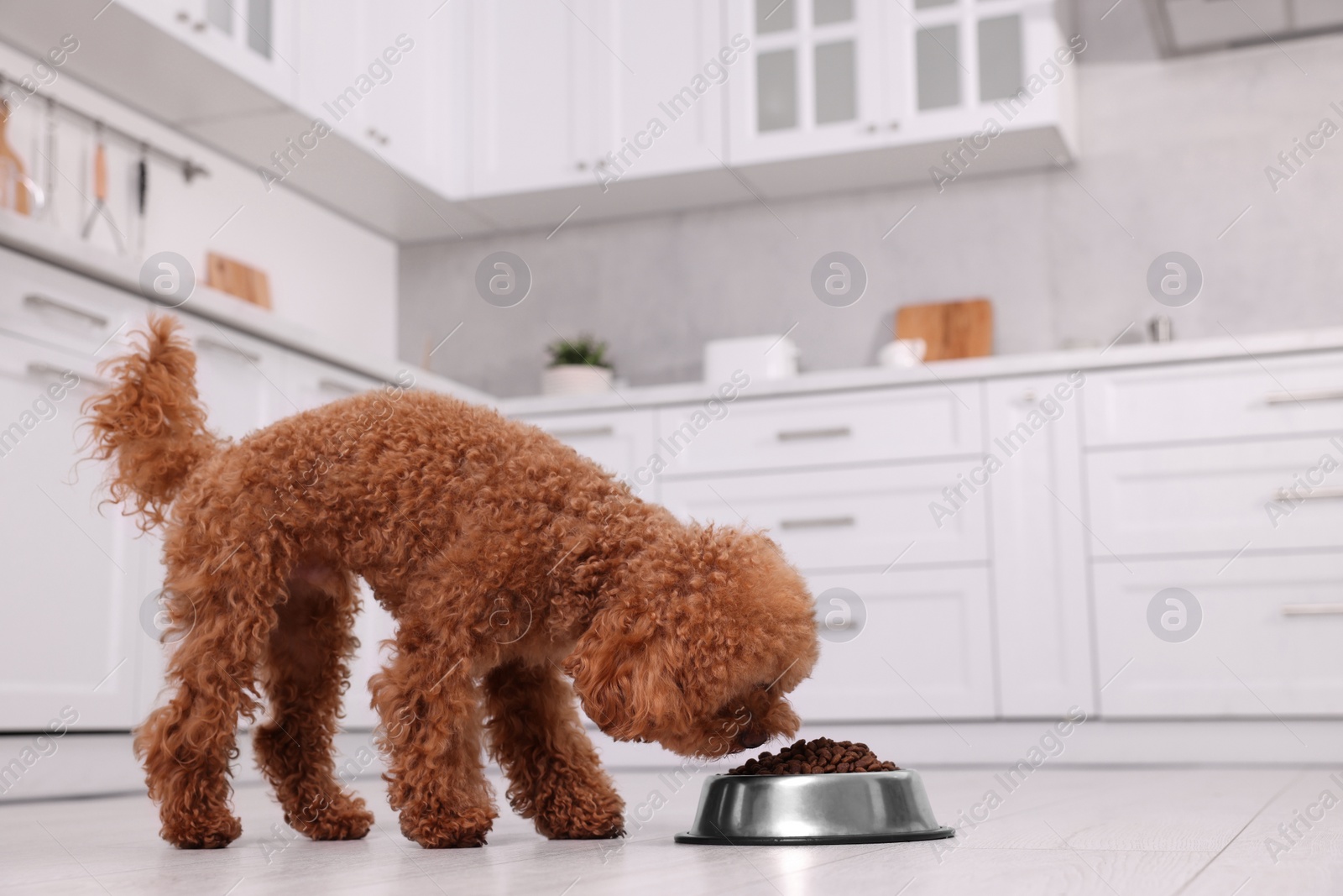 Photo of Cute Maltipoo dog feeding from metal bowl on floor in kitchen. Lovely pet