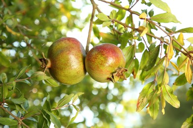 Pomegranates on tree branch in garden outdoors