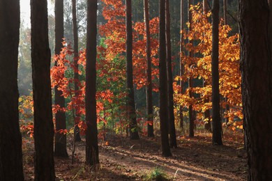 Photo of Picturesque view of forest with trees on sunny day. Autumn season