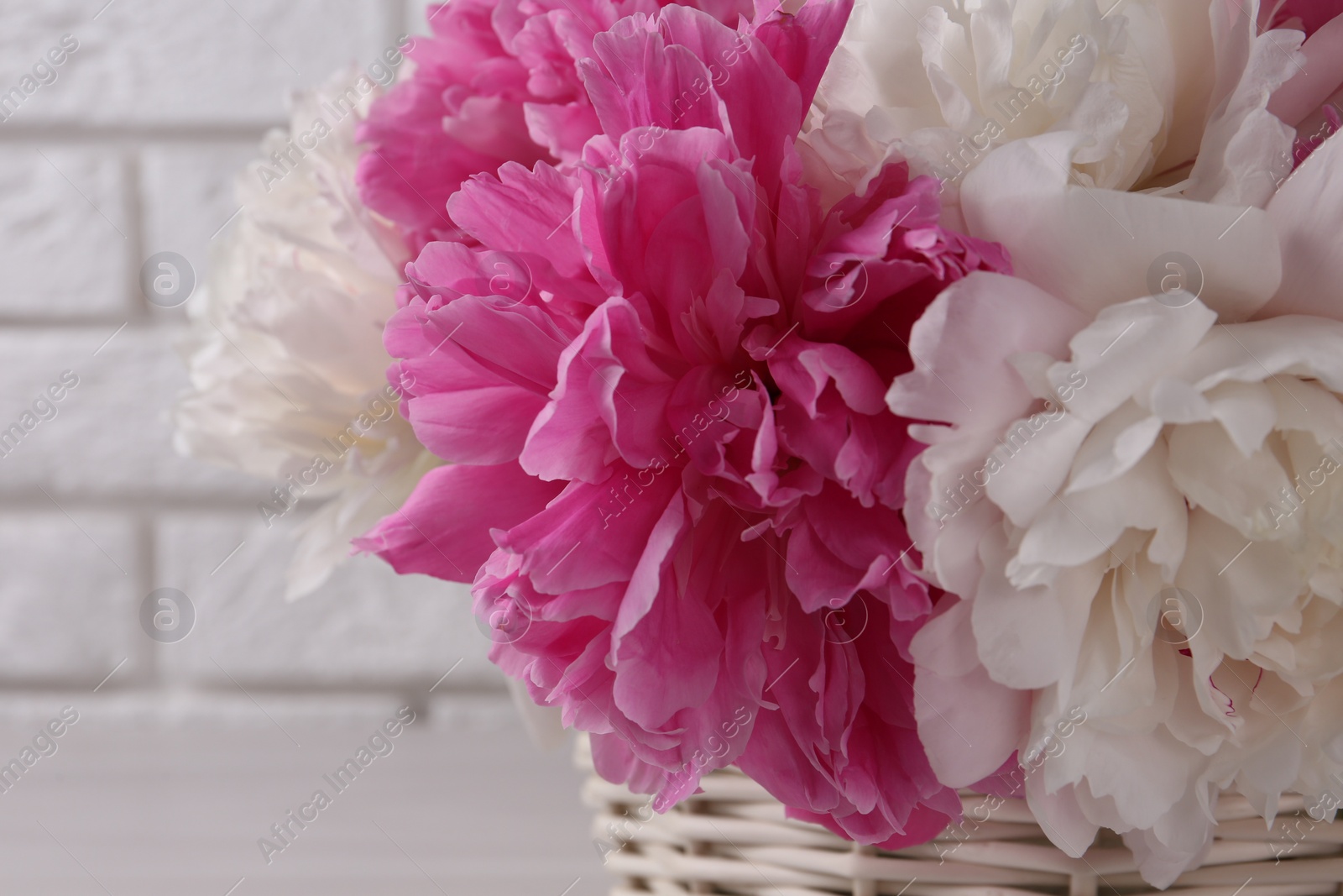 Photo of Beautiful peonies in wicker basket near white wall, closeup