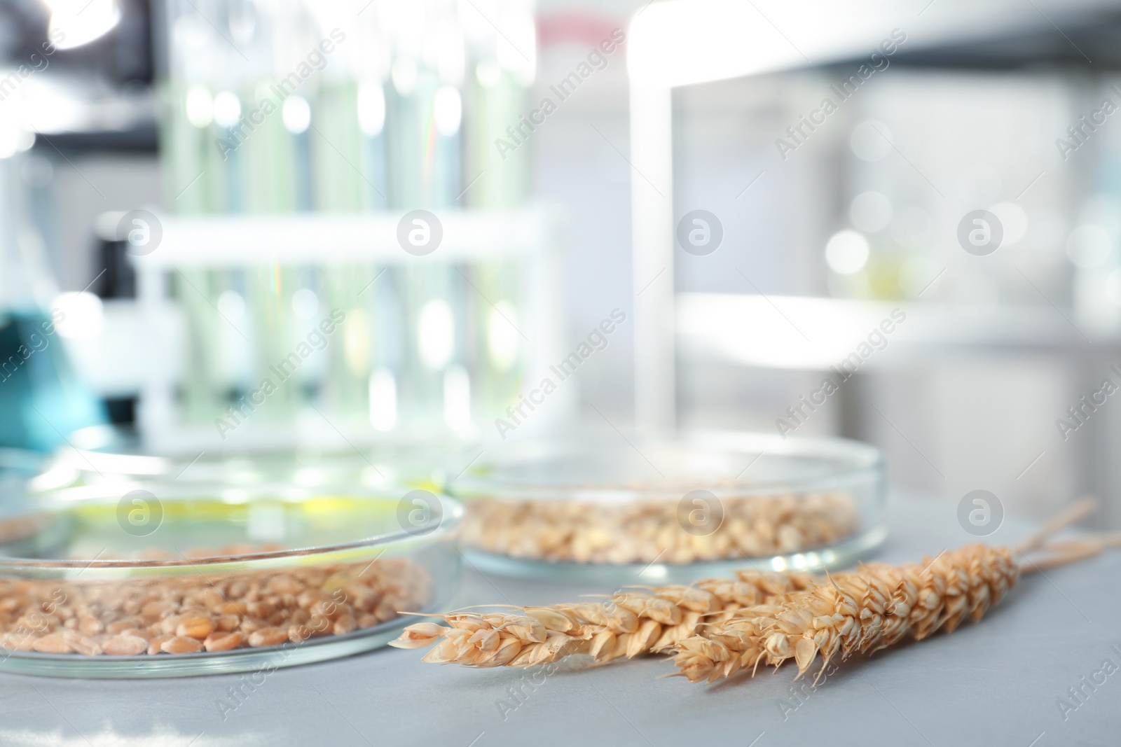 Photo of Petri dishes with cereal grains on table in laboratory. Chemical laboratory