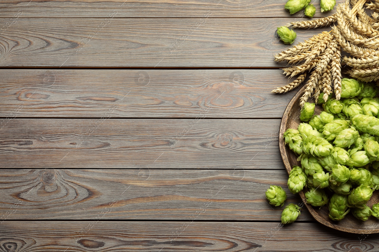 Photo of Tray with fresh green hops and wheat ears on wooden table, flat lay. Space for text