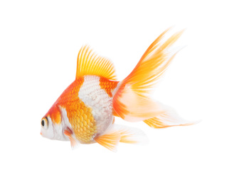 Photo of Beautiful bright small goldfish isolated on white