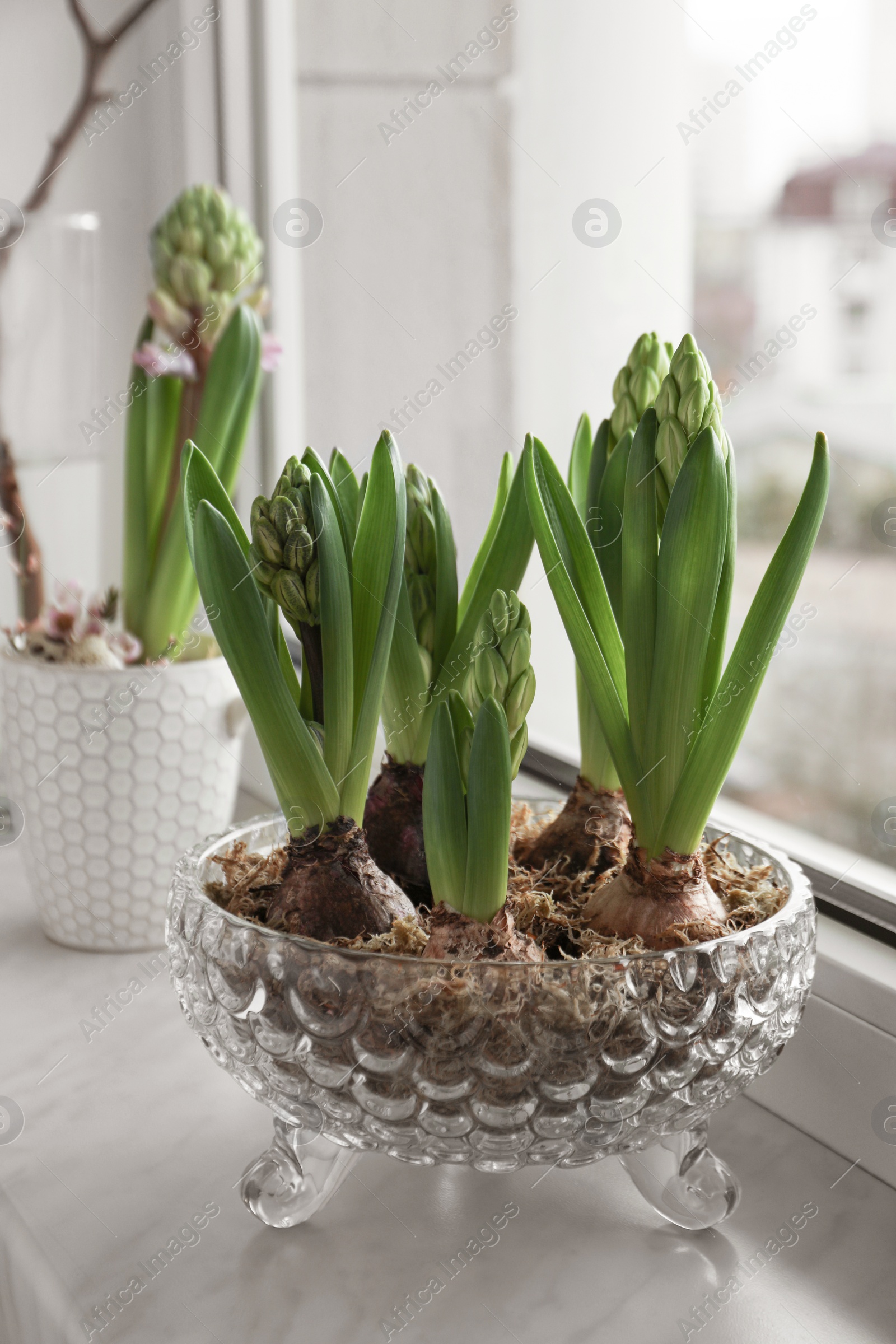 Photo of Beautiful bulbous plants on windowsill indoors. Spring time